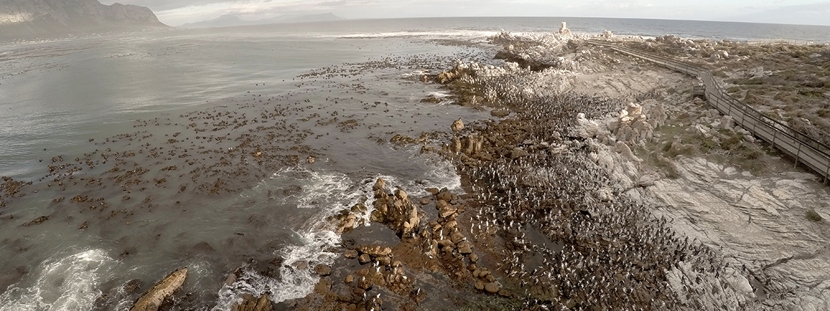 photo Penguin Nature Reserve Betty's Bay South Africa